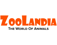 Zoolandia